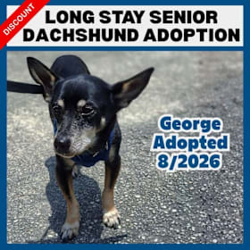 Photo of Discount - Long Stay Senior Dachshund Adoption