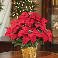 Photo of 7" Poinsettia
