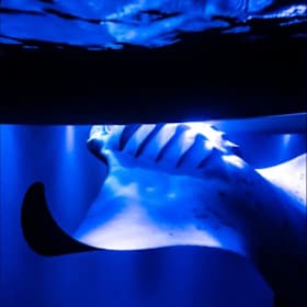 Photo of Night Manta Canoe Adventure for 2 with Anelakai