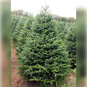 Photo of Medium Fraser Fir