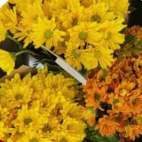 Photo of Daisy Pom Bouquets
