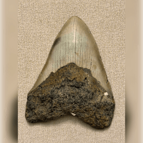 Photo of Megalodon Tooth #1