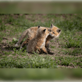 Photo : Reproduction photographie encadrée - deux renardeaux