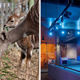 Photo of Wild Denver Day: Zoo & Museum Adventure for Four