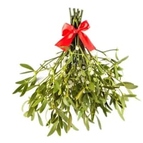 Photo of Mistletoe