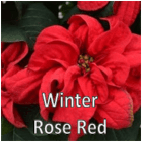 Photo of Winter Rose Red