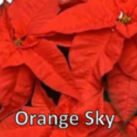 Photo of Orange Sky