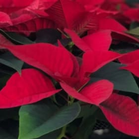 Photo of Red (Small)
