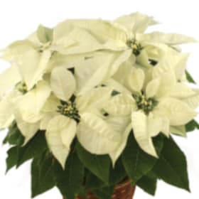 Photo of White (Small)