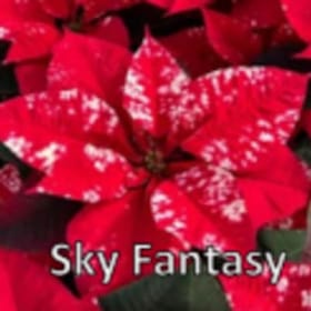 Photo of Sky Fantasy
