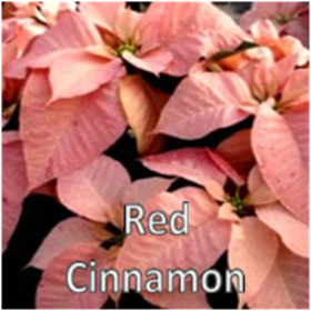 Photo of Cinnamon (Small)