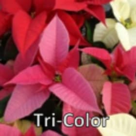 Photo of Tri Color (Large)