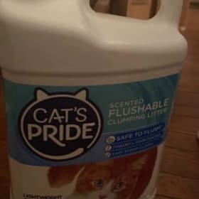 Photo of Cat Bundle