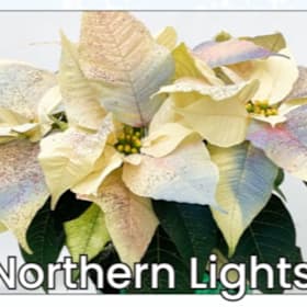 Photo of Northern Lights