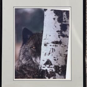Photo of "Black Wolf, Birch Tree" Framed Photo by Jim Brandenbur