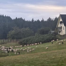 Photo of Play with Baby Lambs at Parry Bay Sheep Farm
