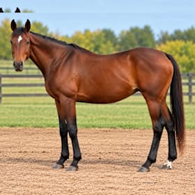 Photo of Big Deal for Real (Rita) 2010 Thoroughbred Mare