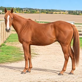Photo of City Delivery (Melman) 2008 Thoroughbred Gelding