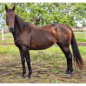 Photo of Emeryandavery (Emery) 2021 Thoroughbred Mare