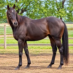 Photo of Handsome Harry (Handsome) 2021 Thoroughbred Gelding