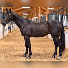 Photo of Hurricane Cloud (Herc) 2017 Thoroughbred gelding