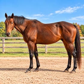 Photo of Catch a Wave (Bohdi) 2021 Thoroughbred Gelding