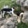 Danish Swedish Farmdog Club Of America Inc