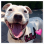 All Paws K9 Rescue