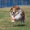 Mobile Kennel Club Inc