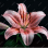 Stacie's Stargazers