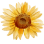 Somebodys Sunshine