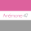Anémone 47