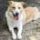 Adoption First Animal Rescue