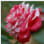 Virginia Camellia Society