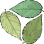 Living Tree Alliance