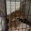 Adoption First Animal Rescue