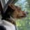 Danish Swedish Farmdog Club Of America Inc