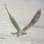 CI Bird Sanctuary