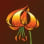 Kootenay Native Plant Society