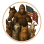 American Animal Alliance
