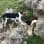 Danish Swedish Farmdog Club Of America Inc