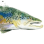 Canandaigua Lake Trout Derby