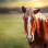 Legacy Ranch & Rescue Inc.