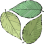 Living Tree Alliance
