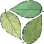 Living Tree Alliance