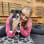 Saving Tails Animal Rescue Inc