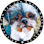 Arizona Shih Tzu And Small Breed Rescue Inc