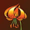 Kootenay Native Plant Society
