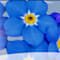 Forget Me Not Ministries