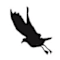 The Seagull Project